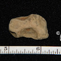 Brachiopod Fossils