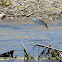 Striped Mullet