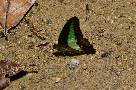 Spotting Image 1