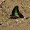 Rajah Brooke's Birdwing