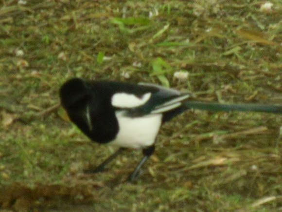 Spotting Image 1