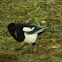 Eurasian Magpie