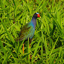 American Purple Gallinule