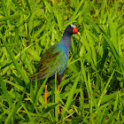 American Purple Gallinule