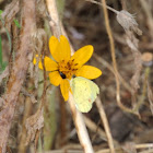 Little Yellow
