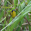 Olive-crowned Yellowthroat