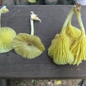 yellow Gerronema mushroom