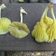 yellow Gerronema mushroom