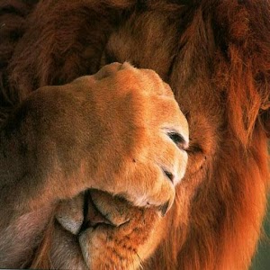 Lion wallpapers HD.apk 3.0.0