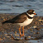Semipalmated Plover