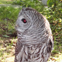 Barred owl