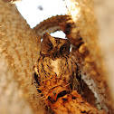 Torotoroka scops owl