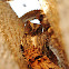 Torotoroka scops owl