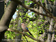 Sójka (Garrulus glandarius)