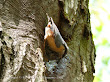 Kowalik (Sitta Europaea)