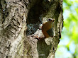 Kowalik (Sitta Europaea)