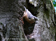 Kowalik (Sitta Europaea)