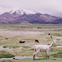 Llama, llamita