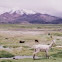 Llama, llamita