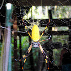 Golden Orb-Weaver Spider