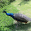 Pavão