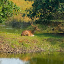 spotted deer