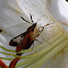Clearwing Hummingbird Moth