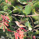 Ruby-throated Hummingbird (female)