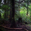 Pacific Red cedar, tree of life