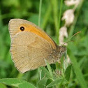 Gatekeeper Butterfly
