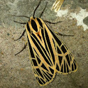 Virgin Tiger Moth