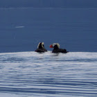 Tufted Puffins