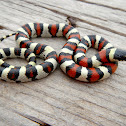Central Plains Milksnake