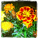 Tagetes (Studentenblume)
