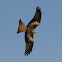 Red Kite