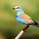 European Roller