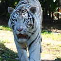 White Bengal Tiger