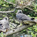 Peregrine Falcon - Fledglings