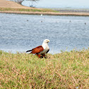 Brahminy Kite