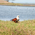 Brahminy Kite