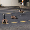 Canadian Goose