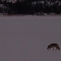 Coyote