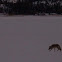 Coyote