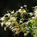 Common Mormon