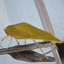 katydids