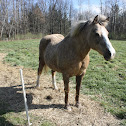Pony