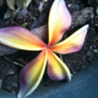 Plumeria