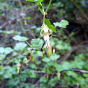 Gooseberry bush