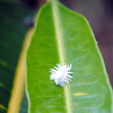 Mealybug Destroyer