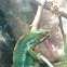 Chameleon